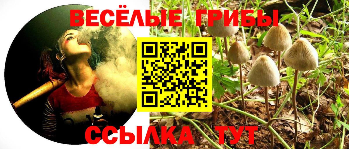 Донской  Псилоцибиновые грибы Cubensis  Вход с VPN 